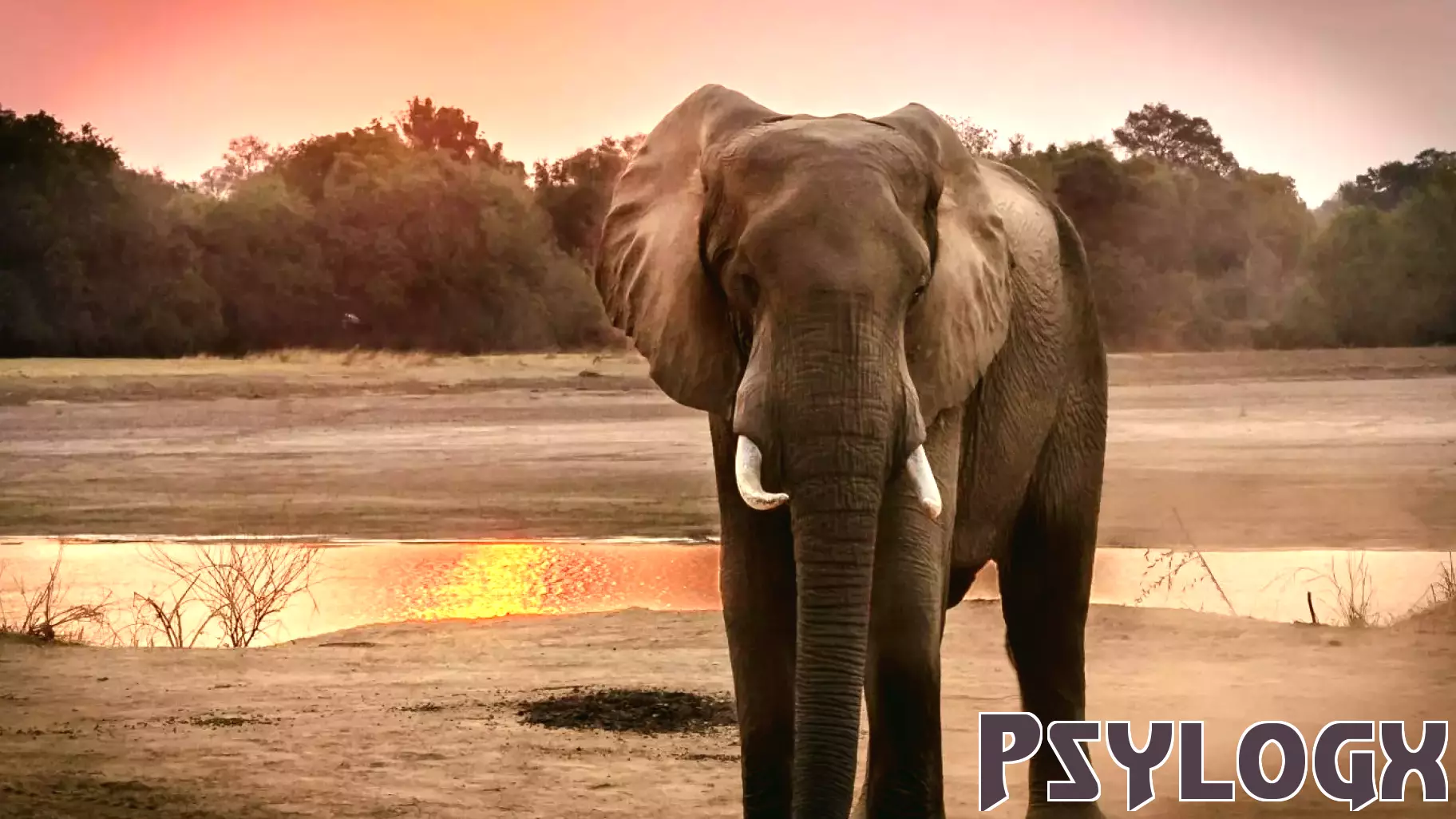 Elephants Showcase Remarkable Trunk Skills During Water Play