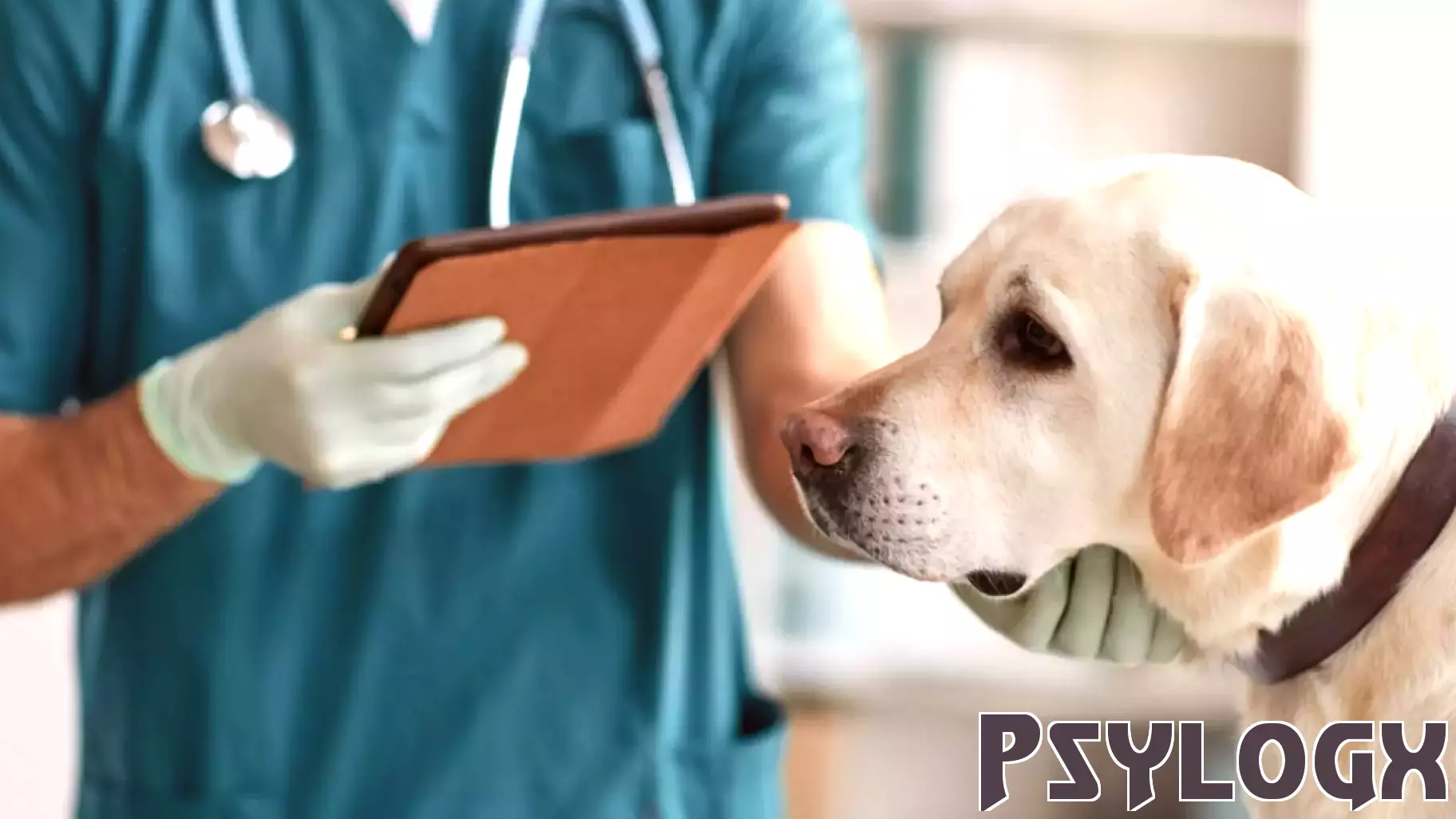 The Emotional Burden Faced by Veterinary Technicians