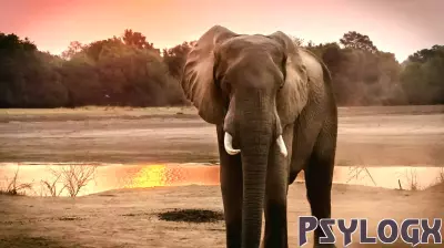 Elephants Showcase Remarkable Trunk Skills During Water Play